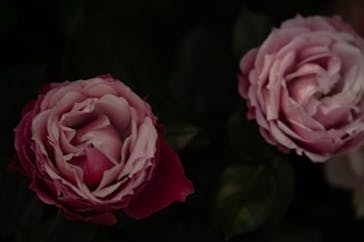 安城産業文化公園デンパークに投稿された画像（2026/2/14）