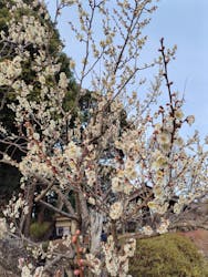 偕楽園本園に投稿された画像（2026/2/14）