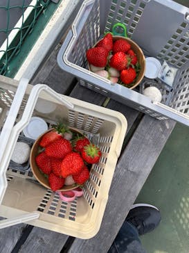 ICHIGOHOUSE.MITAKAに投稿された画像（2026/2/14）