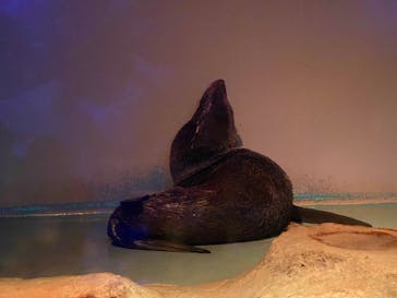 マクセル アクアパーク品川に投稿された画像（2026/2/14）