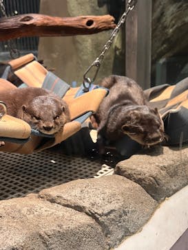 AQUARIUM × ART　atoaに投稿された画像（2026/2/14）