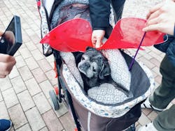 ニューヨークランプミュージアム＆フラワーガーデンに投稿された画像（2026/2/14）