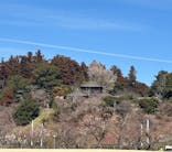 偕楽園本園に投稿された画像（2026/2/15）