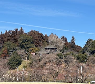 偕楽園本園に投稿された画像（2026/2/14）