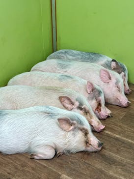 アニタッチ 東京ドームシティに投稿された画像（2026/2/15）