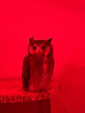 アニタッチ 東京ドームシティに投稿された画像（2026/2/15）