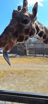 那須サファリパークに投稿された画像（2026/2/15）