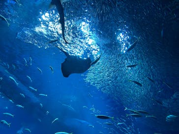 アクアワールド茨城県大洗水族館に投稿された画像（2026/2/15）