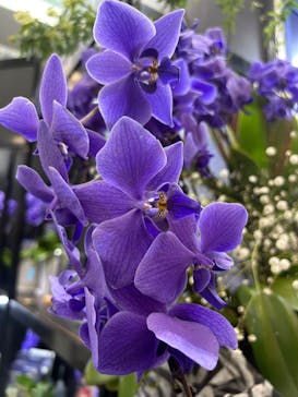 世界らん展2026-花と緑の祭典-に投稿された画像（2026/2/15）