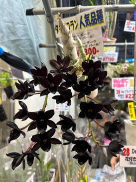 世界らん展2026-花と緑の祭典-に投稿された画像（2026/2/15）