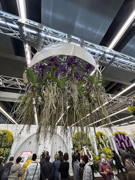 世界らん展2026-花と緑の祭典-に投稿された画像（2026/2/15）