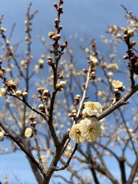 偕楽園本園に投稿された画像（2026/2/15）