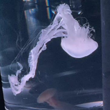 マクセル アクアパーク品川に投稿された画像（2026/2/15）