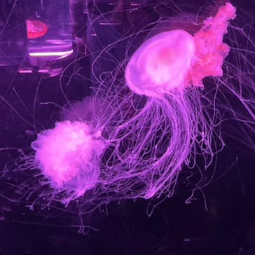 マクセル アクアパーク品川に投稿された画像（2026/2/15）