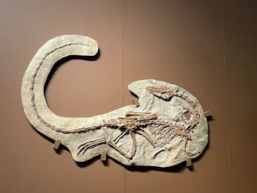 印象派オルセー展×大絶滅展に投稿された画像（2026/2/15）