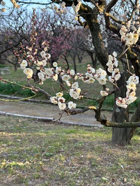 万博記念公園に投稿された画像（2026/2/15）