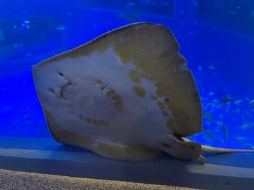 のとじま水族館に投稿された画像（2026/2/15）