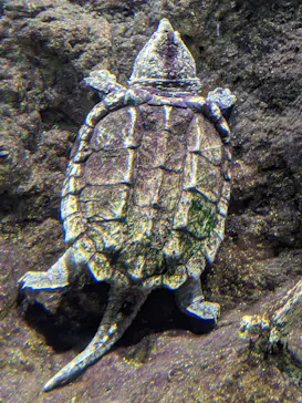 天王寺動物園に投稿された画像（2026/2/15）