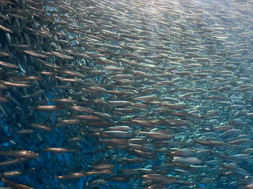 名古屋港水族館に投稿された画像（2026/2/15）