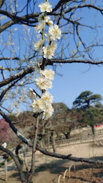 偕楽園本園に投稿された画像（2026/2/15）