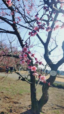 偕楽園本園に投稿された画像（2026/2/15）