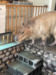 おさるの湯もみ処　おさ湯に投稿された画像（2026/2/15）