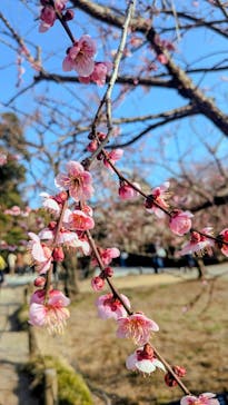 偕楽園本園に投稿された画像（2026/2/15）
