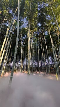 偕楽園本園に投稿された画像（2026/2/15）