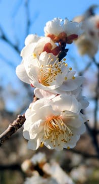 偕楽園本園に投稿された画像（2026/2/15）