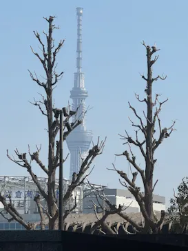 印象派オルセー展×大絶滅展に投稿された画像（2026/2/15）