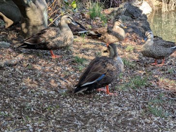 東京国立博物館に投稿された画像（2026/2/15）