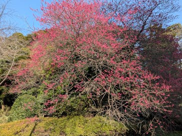 東京国立博物館に投稿された画像（2026/2/15）