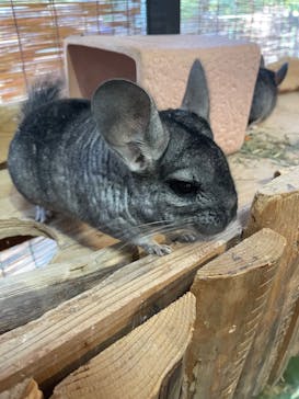 長崎バイオパークに投稿された画像（2026/2/15）