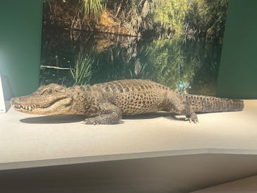 国立科学博物館に投稿された画像（2026/2/15）