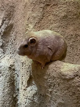 こども動物自然公園（埼玉県公園緑地協会）に投稿された画像（2026/2/15）