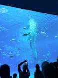 沖縄美ら海水族館に投稿された画像（2026/2/15）