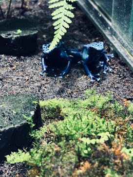 サンシャイン水族館に投稿された画像（2026/2/15）