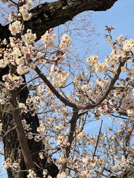 偕楽園本園に投稿された画像（2026/2/15）