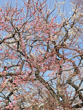 偕楽園本園に投稿された画像（2026/2/15）