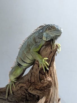 カワスイ 川崎⽔族館に投稿された画像（2026/2/15）