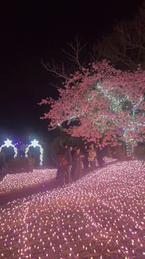 江の島シーキャンドルに投稿された画像（2026/2/15）
