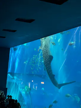 沖縄美ら海水族館（館内体験）に投稿された画像（2026/2/15）