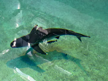 沖縄美ら海水族館（館内体験）に投稿された画像（2026/2/15）