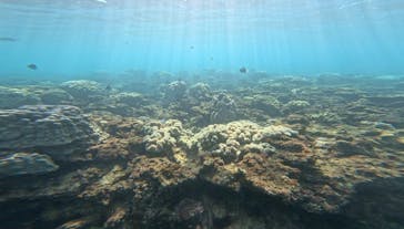 沖縄マリンサービスTI.OCEANに投稿された画像（2026/2/15）