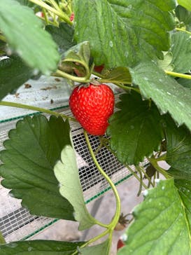 志摩イチゴハウスに投稿された画像（2026/2/15）