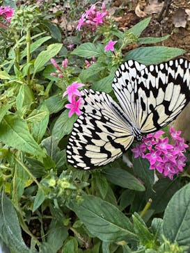 ナゴパイナップルパークに投稿された画像（2026/2/15）