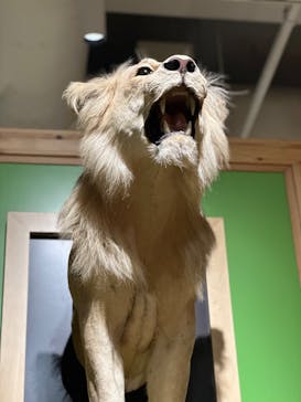 国立科学博物館に投稿された画像（2026/2/15）