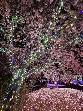 江の島シーキャンドルに投稿された画像（2026/2/15）