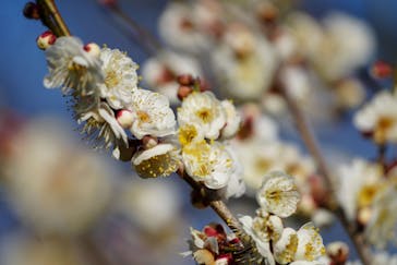 偕楽園本園に投稿された画像（2026/2/15）