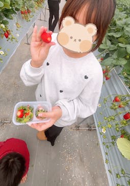 苺や本舗に投稿された画像（2026/2/15）